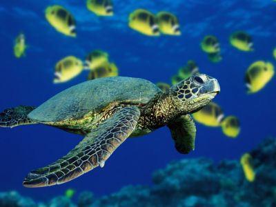 Aquarists at Sea World would work with animals like Sea Turtles! Who doesn't love Sea Turtles?